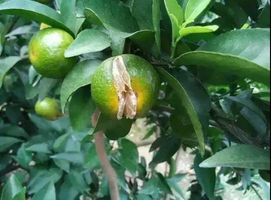 柑橘大量裂果怎么办？这六大因素不容忽视