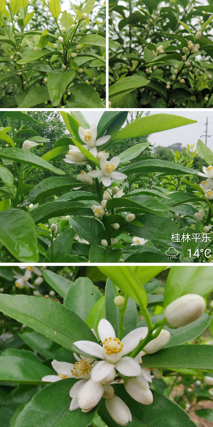 春暖花開1.jpg