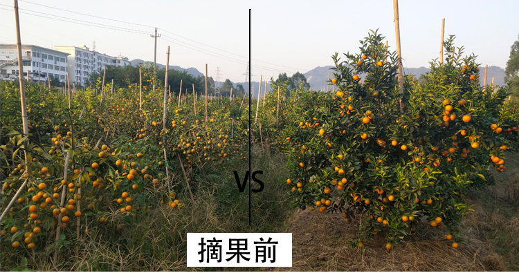 豐收對(duì)比01.jpg