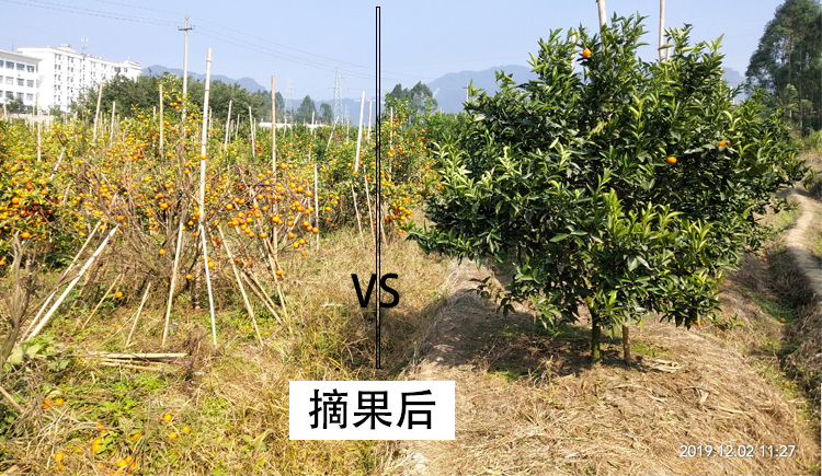 豐收對(duì)比02.jpg