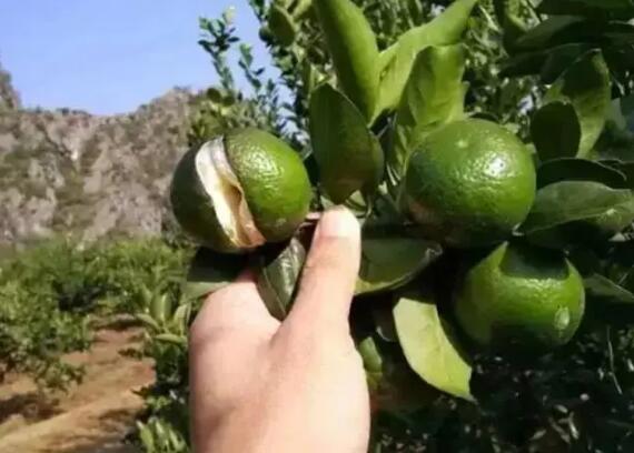 果實.jpg
