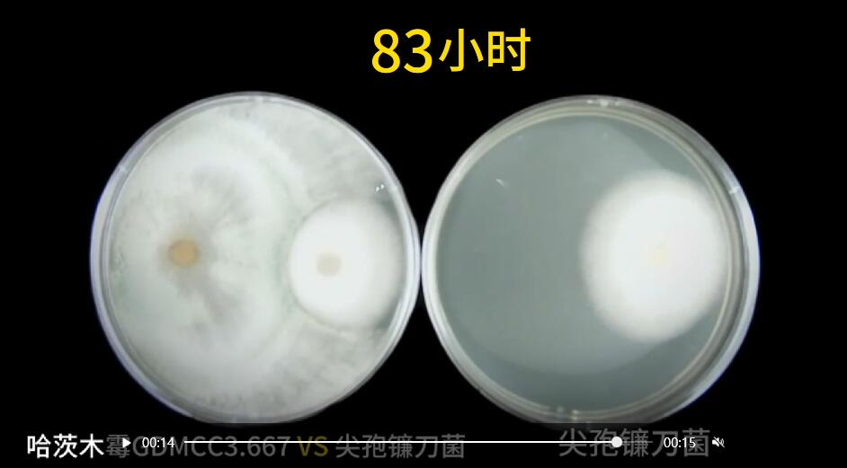 QQ截圖20240816105633.jpg